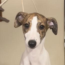 Darlene - Red brindle female Whippet puppy in Brooksville, Florida from Phasion Whippets Kimberly & Paul Norton Sr.