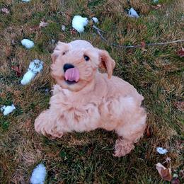 Fireball - Wheaten male Miniature Schnauzer puppy in Shoshone, Idaho from Debra Kruse's Miniature Schnauzers