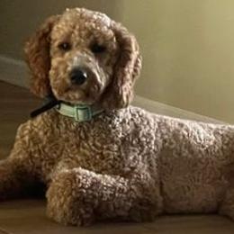 Goldendoodles from Mahaffey’s Doodles