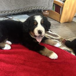 Cough drop - Black rust and white male Bernese Mountain Dog puppy in Strasburg, Ohio from Lois Allison