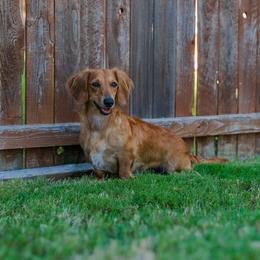 Daisy - Red female Dachshund puppy in Haslet, Texas from AG Dachshunds