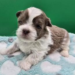 Lavender and White Boy - Lilac male Shih Tzu puppy in Oakville, Washington from Garrard Creek Shih Tzus