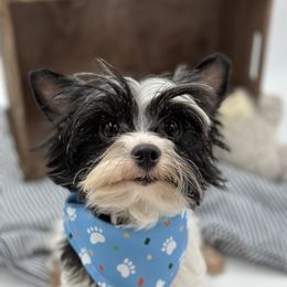 Bentley  - Yorkshire Terrier