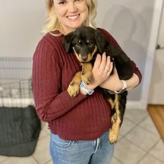 Beauceron Puppies from Trésor de Beauté Beaucerons