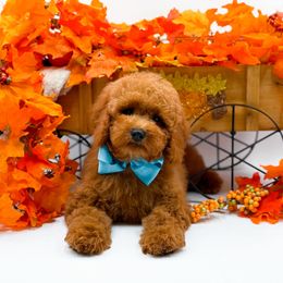 Brick - Red  male Goldendoodle puppy in North Carolina from NC Doodle Puppies