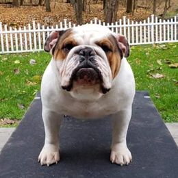 Tiki - Bulldog