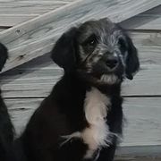 Bordoodles from Pleasant Valley Homestead WI