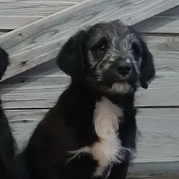 Bordoodles from Pleasant Valley Homestead WI