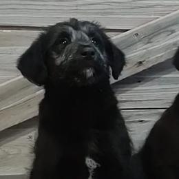 Bordoodles from Pleasant Valley Homestead WI