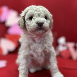 Girl 1 - Aussiedoodle puppy in Leitchfield, Kentucky from Salt River Kennels