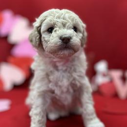 Girl 1 - Aussiedoodle puppy in Leitchfield, Kentucky from Salt River Kennels