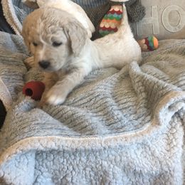 Goldendoodle Puppies from Kellee's Goldendoodles