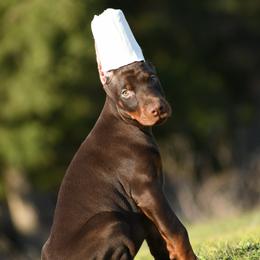 Ambrosia - Red and rust female Doberman Pinscher puppy in Overton, Texas from Obsidian Kennel