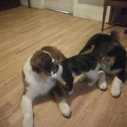 Australian Shepherd Puppies from Platinum Edition