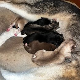 Siberian Husky Puppies from Blood Eagle Kennels