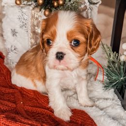 Cavalier King Charles Spaniels and Cavapoos from Kingston’s Cavaliers