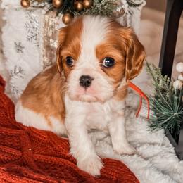 Cavalier King Charles Spaniels and Cavapoos from Kingston’s Cavaliers