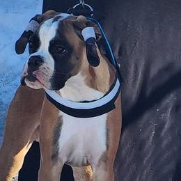 Boxers from Von Di Ludus