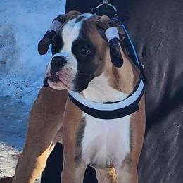 Boxers from Von Di Ludus