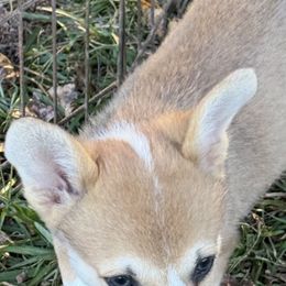 Julian - White and red male Pembroke Welsh Corgi puppy in Jenkinsburg, Georgia from Red Elephant Farms