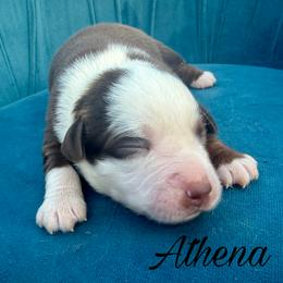 Athena - Red tri female Miniature Australian Shepherd puppy in Sandy Hook, Kentucky from RidgeTop Aussies