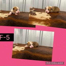 Girl 5 - Red female Pembroke Welsh Corgi puppy in Linden, Texas from W&W “lil” Wrangler Corgis