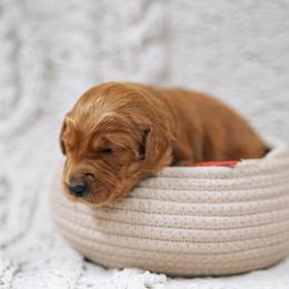 Red collar boy - Gaston - Red  male Goldendoodle puppy in Duncan, South Carolina from Abner Creek Poodles & Doodles