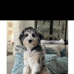 Aussiedoodle and Australian Shepherd All Grown Up from Australian Shepherds of C4 Farms