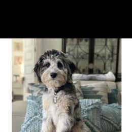 Aussiedoodle and Australian Shepherd All Grown Up from Australian Shepherds of C4 Farms