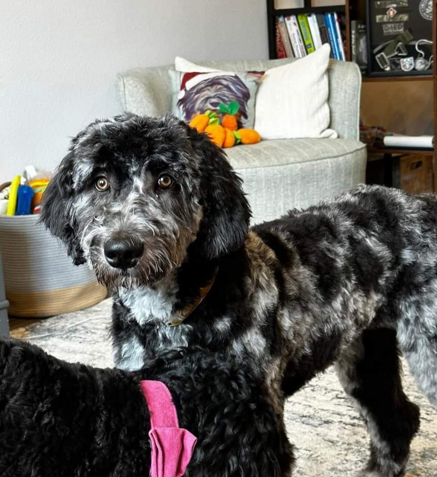 Sophie - Goldendoodle