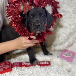Blue Collar Female - Black and white female Great Dane puppy in Wimberley, Texas from Heart of Texas Great Danes
