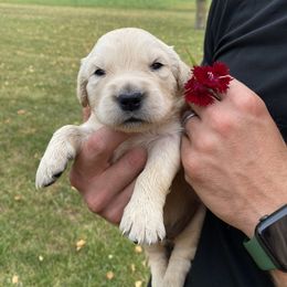 James - Golden Retriever puppy in Byron Center, Michigan from Little House on the Farmie