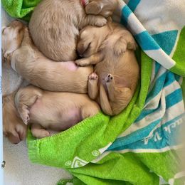 Dachshund Puppies from Virginia Creams - Dachshunds