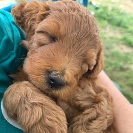Carter - Red male Labradoodle puppy in Clinton, Ohio from P&L Doodles