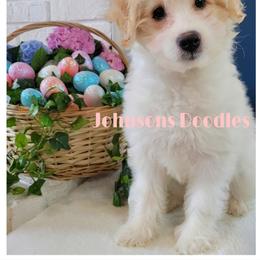 Aussiedoodle, Bernedoodle, and Goldendoodle Puppies from Johnson's Doodles
