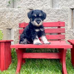 Miniature Schnauzer Puppies from Schnauzers on Robinson Lane