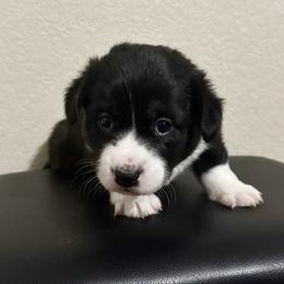 Noel - Black and white female American Corgi puppy in Temple, Texas from Silver Moon Cardigan and American Corgis