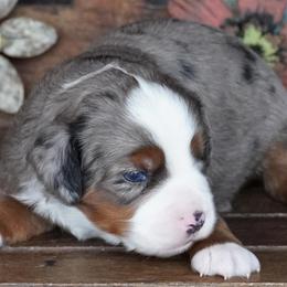 Blue Merle 2 - Blue merle male Miniature Australian Shepherd puppy in Lawton, Oklahoma from Lindsey’s Aussies