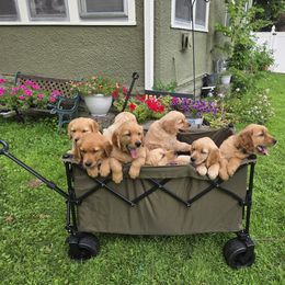 Golden Retriever Puppies from City Goldens