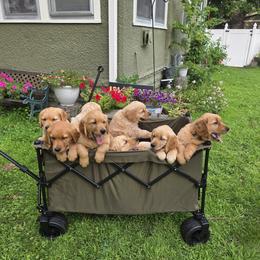 Golden Retriever Puppies from City Goldens