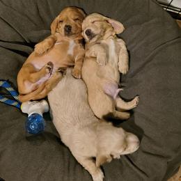Dachshund puppies from Costal Cream Doxies