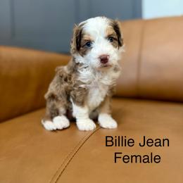 Purple female - Red merle female Assorted Doodle Crosses puppy in Springville, Utah from JW Doodles