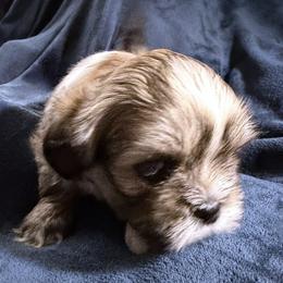 Hickory - Brindle male Lhasa Apso puppy in Waterford, Connecticut from Floofie Butts