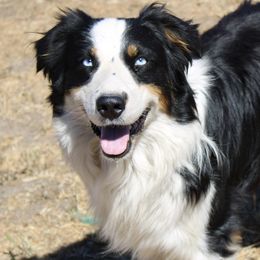 Scout - Australian Shepherd