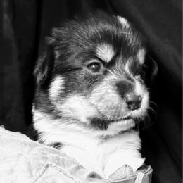 Anastasia - White and black female Pembroke Welsh Corgi puppy in Valley, Washington from Corgis of the Mountain Valley