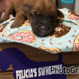 Treat - Wheaten female Soft Coated Wheaten Terrier puppy in Gladewater, Texas from Felicias Swheaties