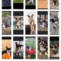 Pembroke Welsh Corgi Puppies from 3k Corgis
