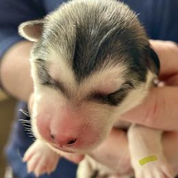 Naan - Gray and white female Alaskan Malamute puppy in Palmyra, Michigan from Illusion Kennel