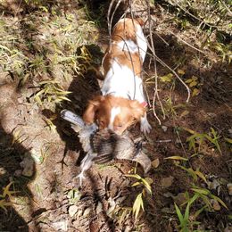 Ginger - Brittany