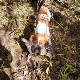 Ginger - Brittany